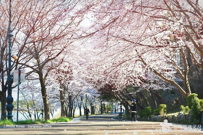 Seoraksan and Cherry Blossom Lake 1 day trip from Seoul - Getting From Seoul to Sokcho Without Stress (That 12–13 Hour Reality)