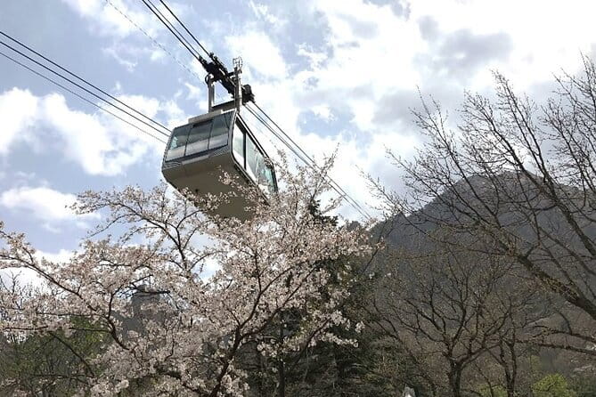 Seoraksan and Cherry Blossom Lake 1 day trip from Seoul - Price and What You Actually Get for $67