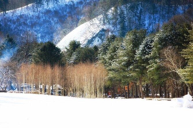 Seoraksan National Park & Nami Island - Nami Island: tree-lined walking with time to breathe
