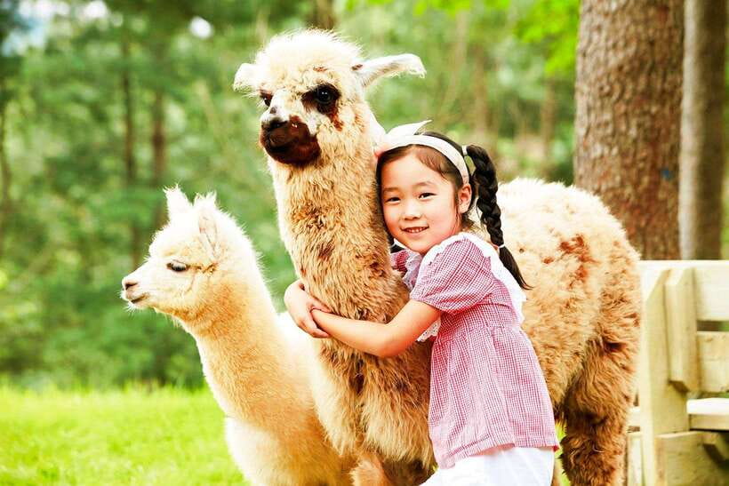 Seoul: Alpaca, Nami, Morning Calm or Eobi (+Rail Bike) - A Seoul Escape Built Around Quiet Nature and Fast Connections