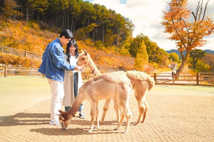 Seoul: Alpaca World and Nami Island (with Garden / Railbike) - Nami Island: Tree-Lined Walks, Art Stops, and Drama-Style Photos