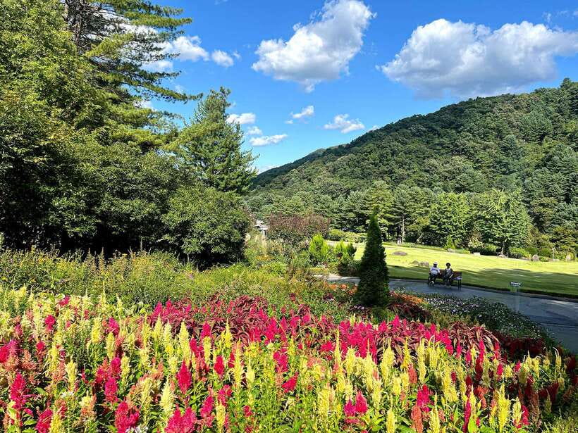Seoul: Alpaca World and Nami Island (with Garden / Railbike) - Should You Book: My Take on the Best Decision