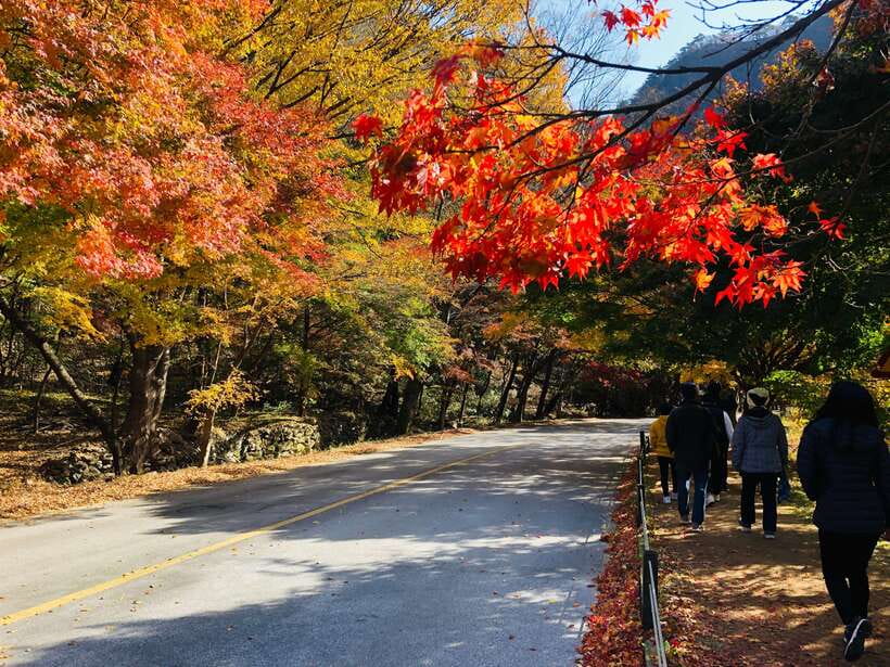 Seoul: Autumn Foliage - Mt. Naejang + Jeonju Hanok Village - Key things to know before you go