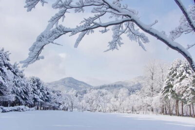Seoul: Elysian Gangchon Winter Ski with Nami Island Day Tour - Nami Island in the snow: early timing and photo-friendly paths