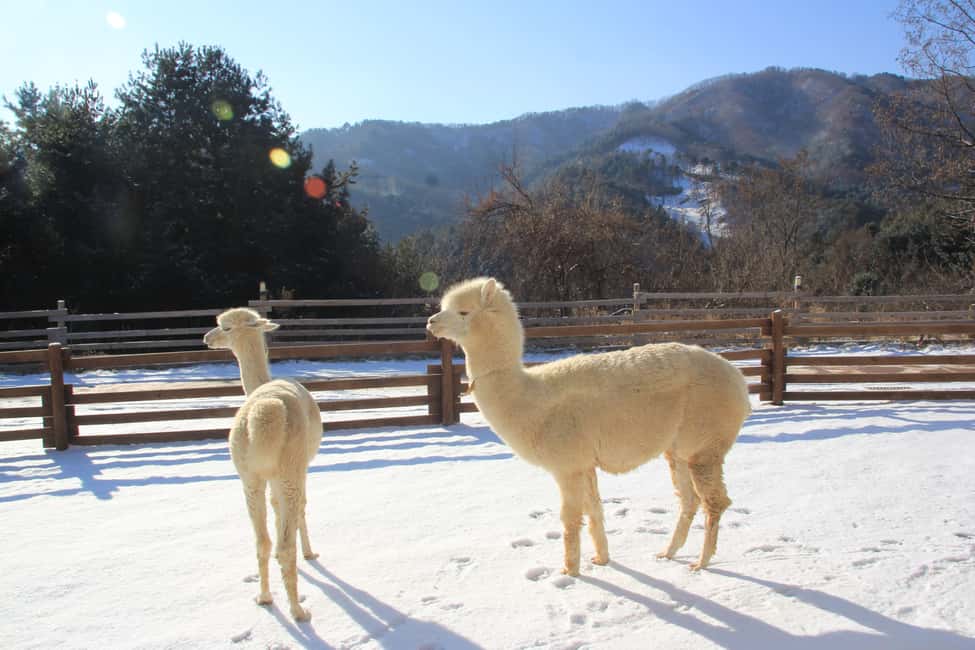 Seoul: Eobi Ice Valley, Alpaca World, Nami Island and More - A long Seoul-to-the-countryside day, without the stress