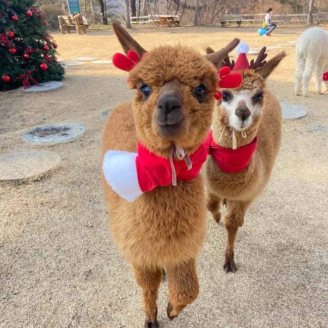 Seoul: Eobi Ice Valley, Alpaca World, Nami Island and More - Nami Island and Winter Sonata: fun stroll time with realistic winter expectations