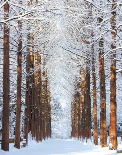 Seoul: Eobi Valley(Winter), Strawberry, Nami Island and Bike - Winter-Only Eobi Ice Valley (Dec 20–Mar 11): Icicles, Frozen Waterfalls, and Photo-Friendly Time