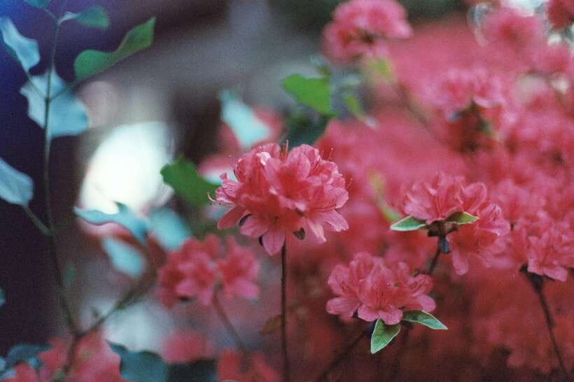 Seoul Film Camera Club - Small-group vibes: what limited to 4 really changes