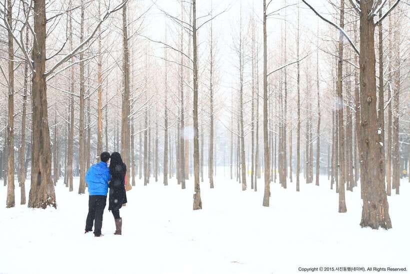 Seoul: Full-Day Winter Trip Ski Resort, Ice Valley, Namiseom - Nami Island in Winter: A Ferry Ride and That Peaceful Walk