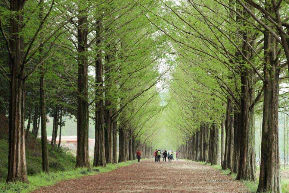 Seoul: Gangwon-do Day Trip with Alpaca World & Nami Island - Alpaca World: Korea’s Largest Alpaca Pasture, Up Close