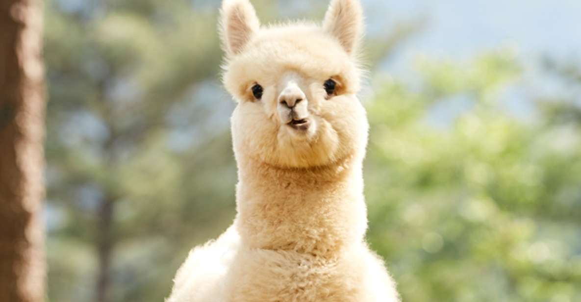 Seoul: Gangwon-do Day Trip with Alpaca World & Nami Island - Nami Island: Tall Trees, Calm Strolls, and the K-Drama Effect