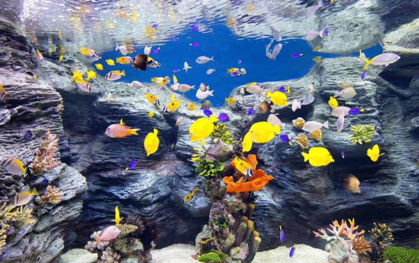 Seoul: Lotte World Aquarium Ticket - Key highlights you’ll actually care about