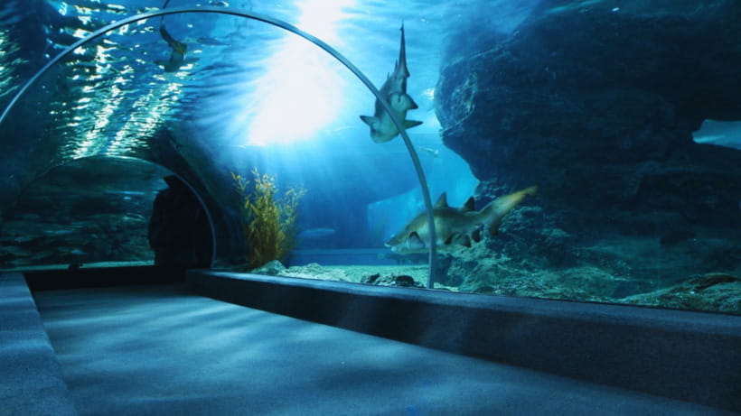 Seoul: Lotte World Aquarium Ticket - Lotte World Aquarium’s 25-meter tank: the wow factor isn’t just marketing