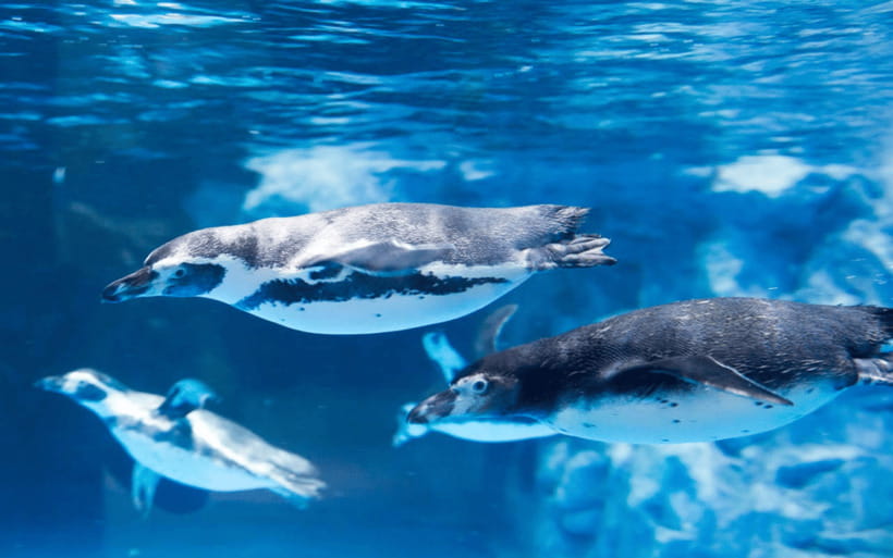 Seoul: Lotte World Aquarium Ticket - Five oceans and 13 exhibits: freshwater-to-sea ecosystems you can follow