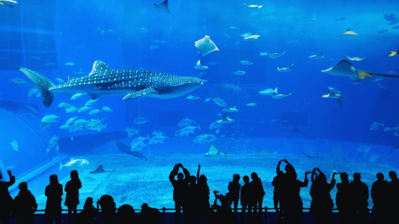 Seoul: Lotte World Aquarium Ticket - Walking fish tunnels: how to get the most out of the underwater views