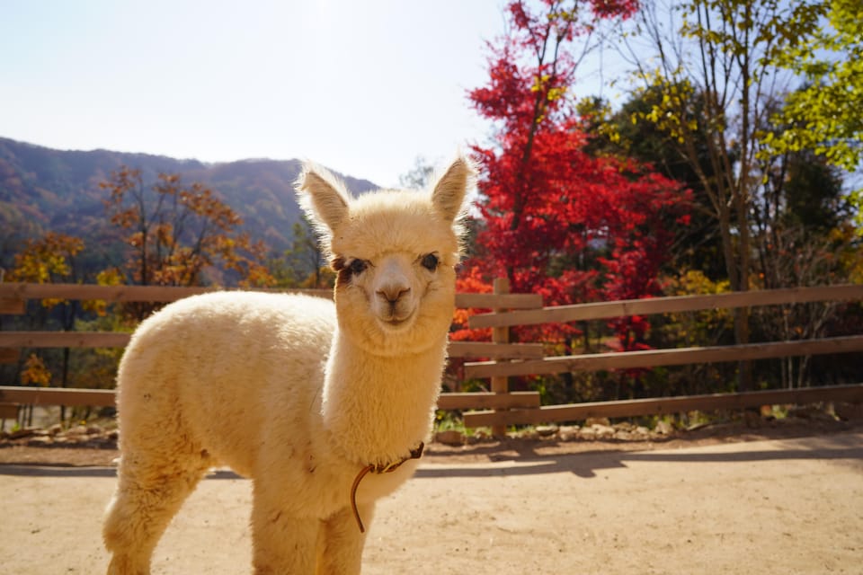 Seoul: Mt. Seorak & Nami Island & Eobi Ice Valley Day Tour - Should you book this Seoraksan–Nami–Eobi tour?