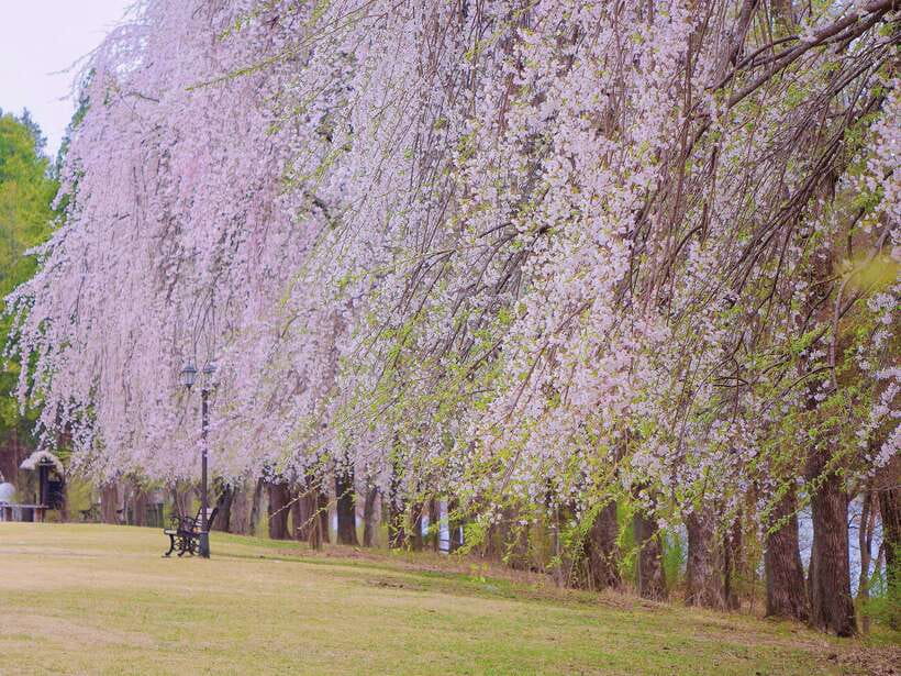 Seoul: Mt.Seorak, Nami Island, No Shopping(+RailBike Option) - Should you book this Seorak + Nami day trip?