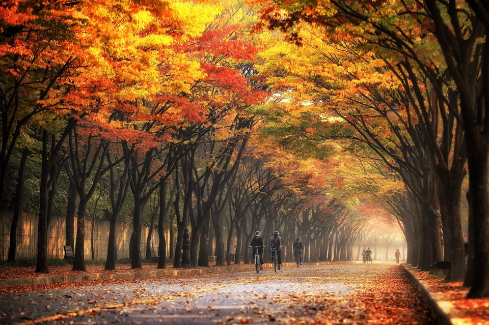 Seoul: Naejangsan National Park Autumn Foliage One Day Tour - The Shuttle Bus into the Park: Arrive Around 10:30AM