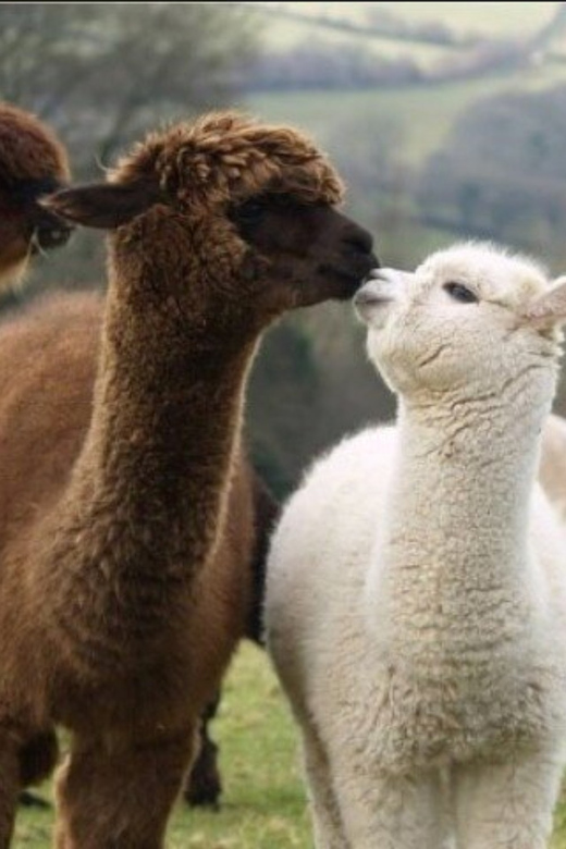 Seoul: Nami and K-Garden with Optional Alpaca Winter Tour - Eobi Valley’s frozen waterfall: the morning atmosphere test