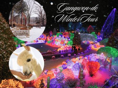 Seoul: Nami and K-Garden with Optional Alpaca Winter Tour - Alpaca World vs Petite France and Italian Village: your second-stop decision