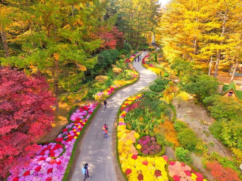 Seoul: Nami Island and Garden of Morning Calm opt Railbike - Who this tour suits best (and who should consider another plan)