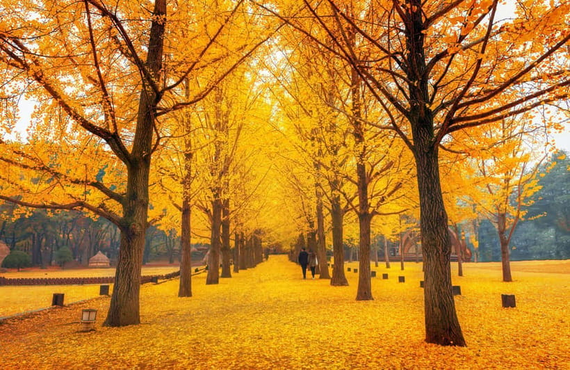 Seoul: Nami Island and Garden of Morning Calm opt Railbike - How the 10–12 hour day actually flows