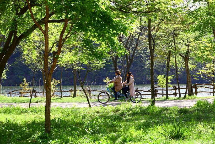 Seoul: Nami Island & Petite France Tour with Railbike Option - Why Nami Island + Petite France is such a good one-day mix