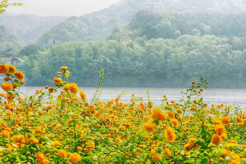 Seoul: Nami Island & Petite France Tour with Railbike Option - Getting from Seoul without losing your whole day