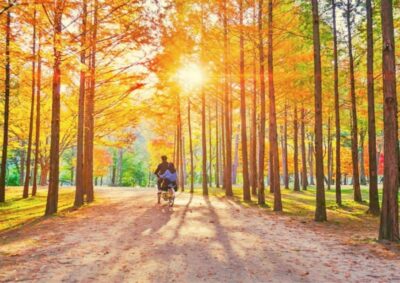 Seoul: Nami, Petite France, Italian Village, Railbike Option - The day’s rhythm: transport, scenic stops, and why timing matters