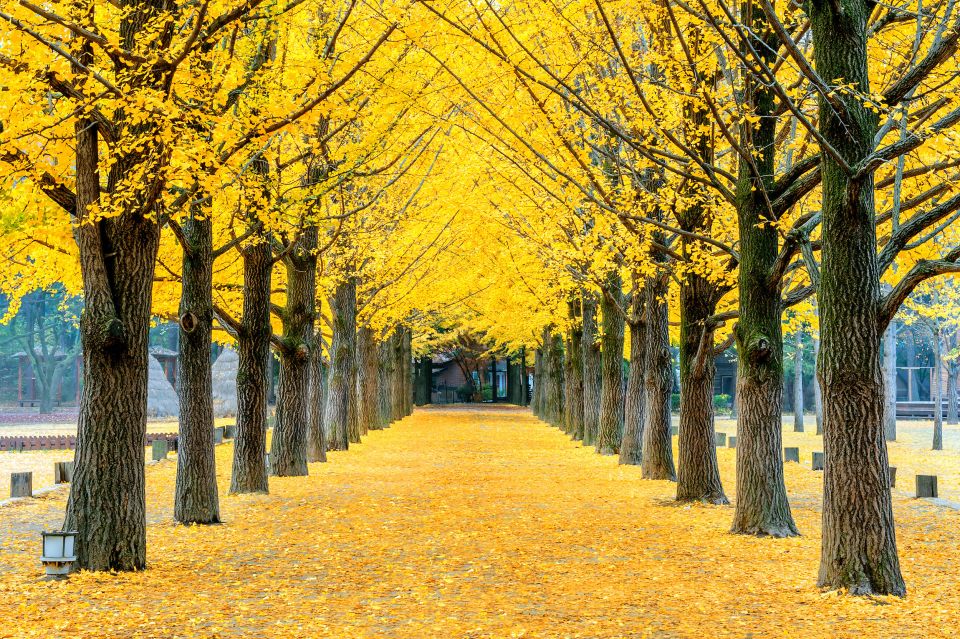 Seoul: Private Customizable Tour to Nami Island and More - What the 8-hour schedule feels like on the ground
