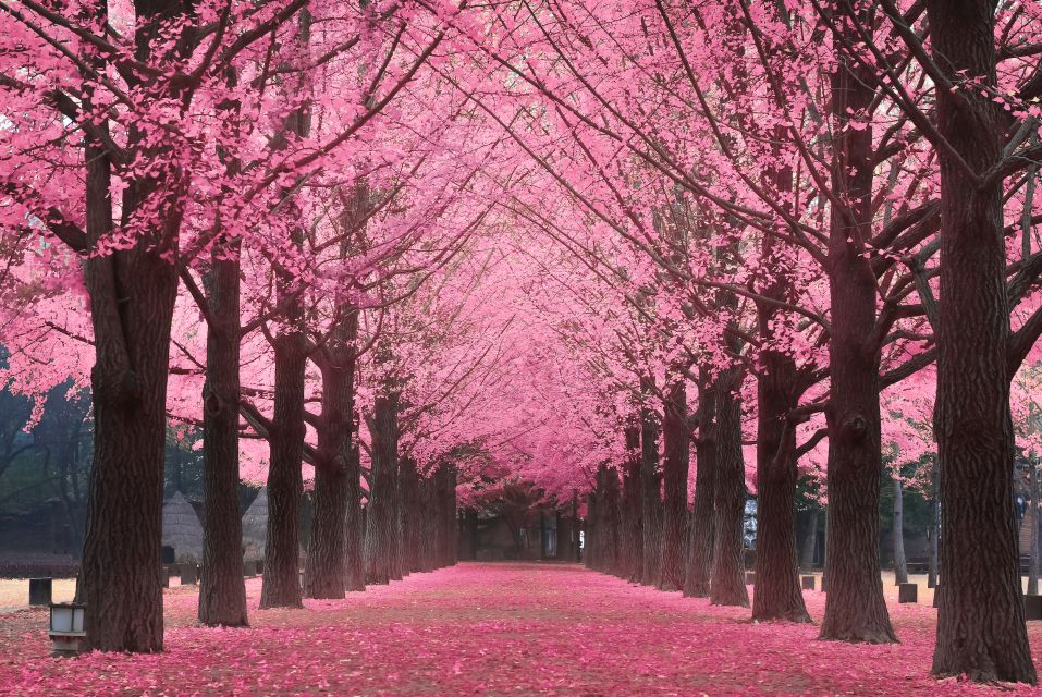 Seoul: Private Customizable Tour to Nami Island and More - Photos, comfort breaks, and staying organized