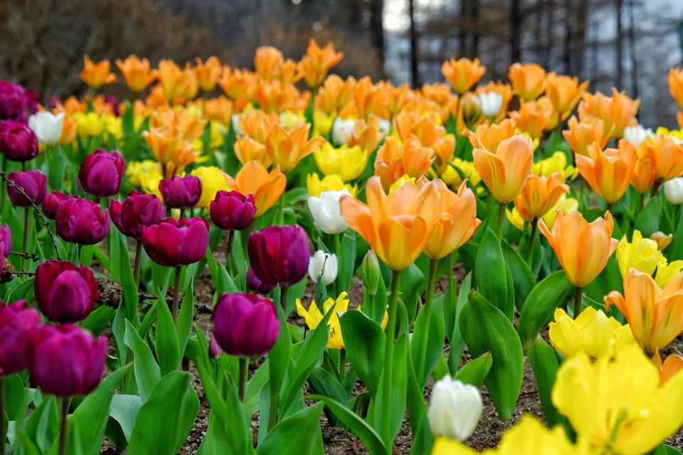Seoul: Private Customizable Tour to Nami Island and More - How you choose between Petite France and Garden of Morning Calm