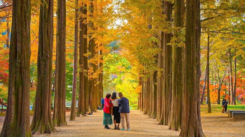 Seoul: Private Tour to Nami Island, Garden, Petite France - How This Private 10-Hour Day Runs From Seoul