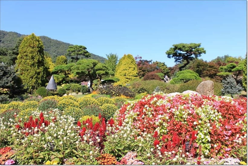 Seoul: Private Tour to Nami Island, Garden, Petite France - Nami Island: Ferry Over, Tree-Lined Walks, and That K-Drama Magic