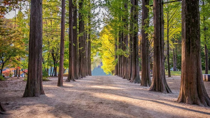 Seoul: Private Tour to Nami Island, Garden, Petite France - Garden of Morning Calm: 20 Themed Botanical Sections and Winter-Only Lighting