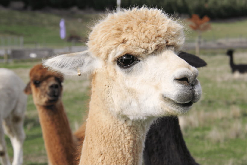 Seoul: Samaksan Cable Car & Nami with Alpaca World/Railbike - Price and value: is $89 worth a cable car, Nami, and an activity?