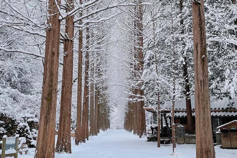 Seoul: Seorak Mountain+Nami Island+Eobi Ice Valley Tour - Price and value: what $79 covers and what costs extra