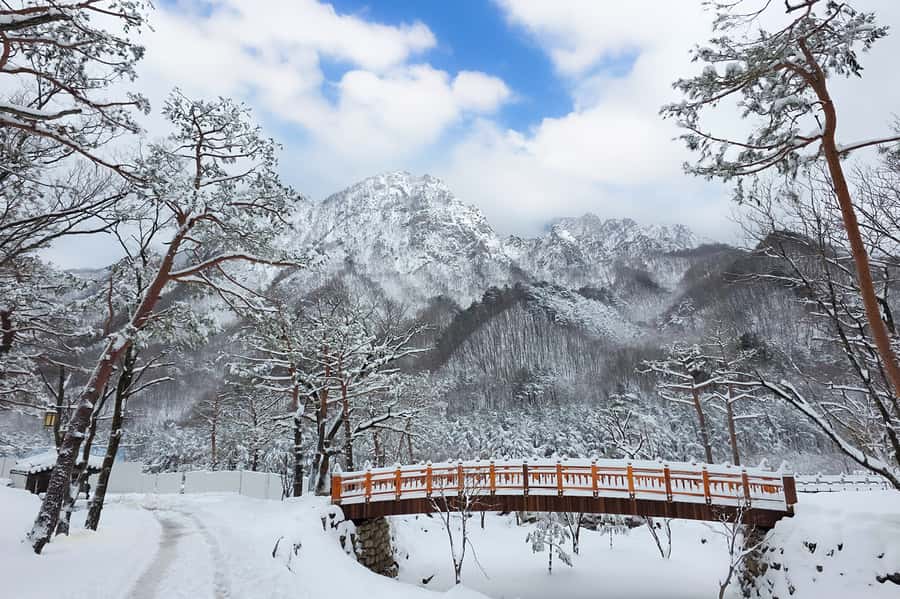 Seoul: Seorak Mountain+Nami Island+Eobi Ice Valley Tour - Nami Island winter walks: ferry breeze and photo-friendly calm