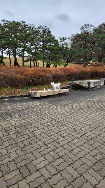 Seoul: Services of a Local for a Day (Paperwork/Tour/Fun) - Museums and Neighborhood Walks That Feel Like Real Seoul