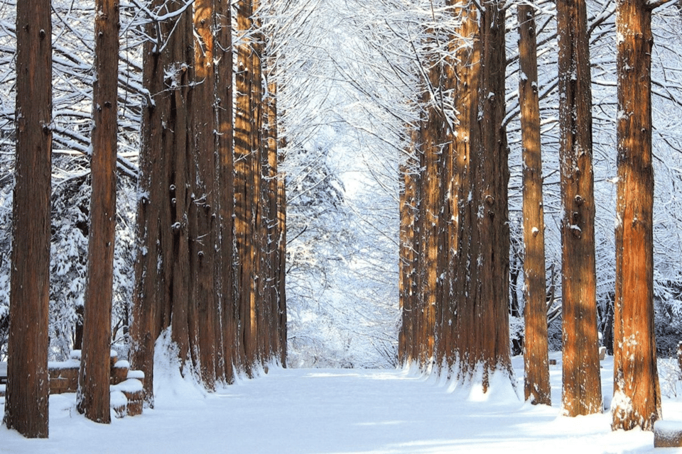 Seoul: SnowyLand in Vivaldi Park with Nami or Alpaca - Should you book SnowyLand in Vivaldi Park with Nami or Alpaca?