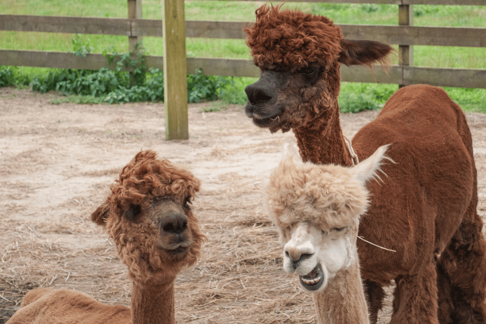 Seoul: SnowyLand in Vivaldi Park with Nami or Alpaca - Nami Island winter walk: the serene break from sledding