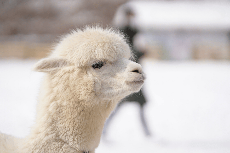 Seoul: SnowyLand in Vivaldi Park with Nami or Alpaca - Lunch, breaks, and the long but manageable bus ride