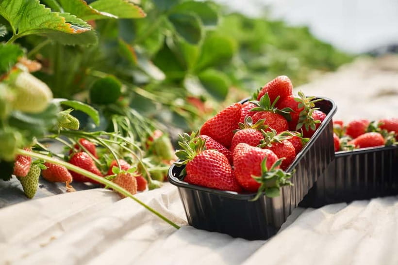 Seoul: Strawberry Picking & Eobi Ice Valley & Nami Island - Price and Value at Around $74: What You Get for the Money
