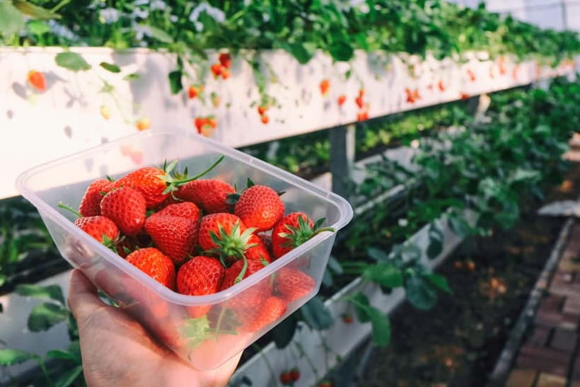 Seoul: Strawberry Picking & Eobi Ice Valley & Nami Island - Pickup in Seoul: Timing, Comfort, and What Your Coach Day Looks Like