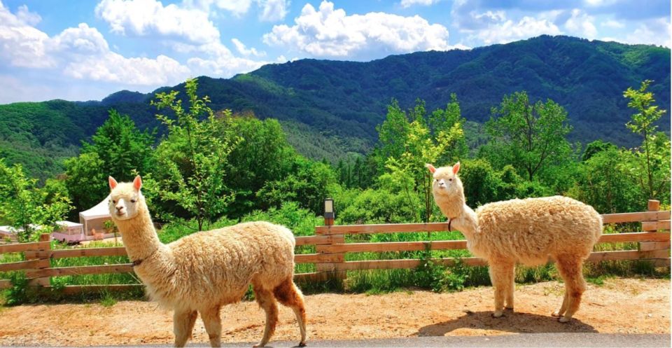 Seoul: The Painter Show with Nami Island - Who should book this, and who might want a different plan
