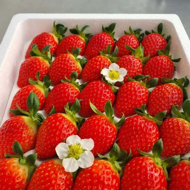 Seoul: Winter Day Tour in Pocheon (+Strawberry Picking) - Leaving Seoul for Pocheon: why this day trip works in winter