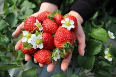Strawberry Picking, Winter Sled with Eobi Ice Valley from Seoul - Vivaldi Park Snowyland: sledding that fits families and first-timers