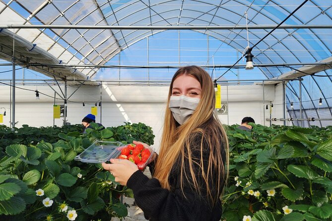 Strawberry Picking, Winter Sled with Eobi Ice Valley from Seoul - Should you book this Seoul winter day trip?