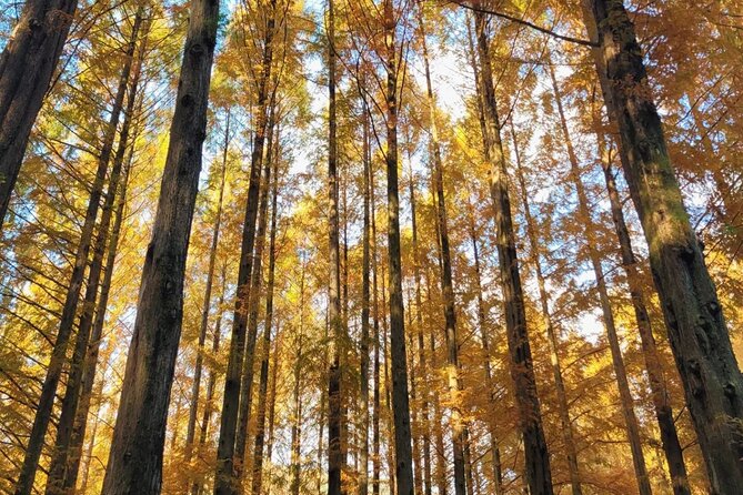 Suwon Hwaseong Fortress & Jangtaesan Full-Day Tour: Autumn Leaves - Hwaseong Fortress: UNESCO views with a calmer rhythm